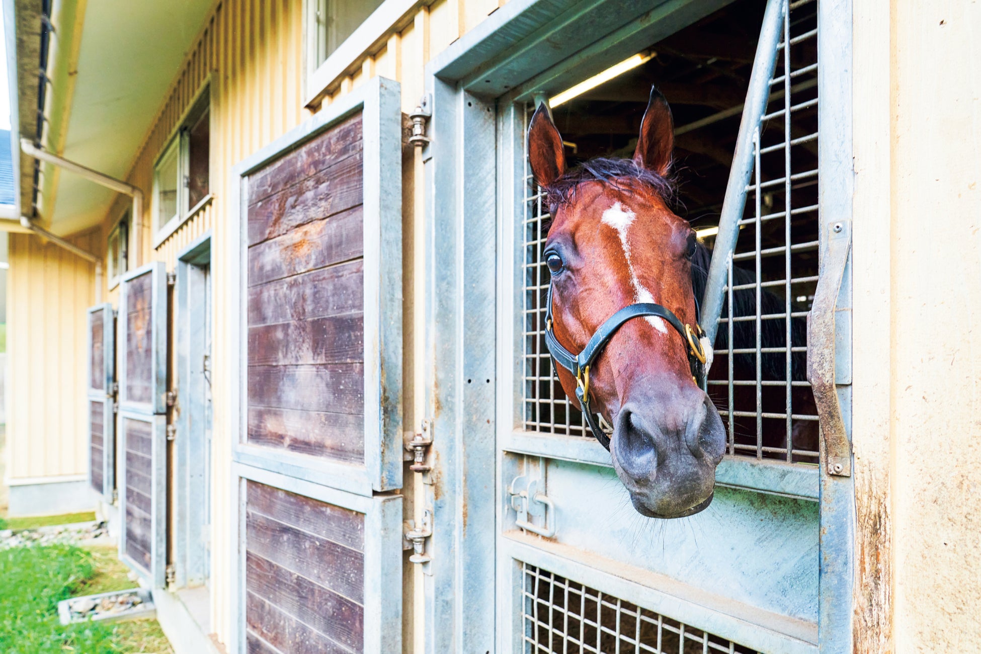 現役競走馬No.1人気・ドウデュース撮り下ろし写真集が発売前重版決定！　重版を記念して、未公開カット解禁＆タワーレコード渋谷店でパネル展も開催！