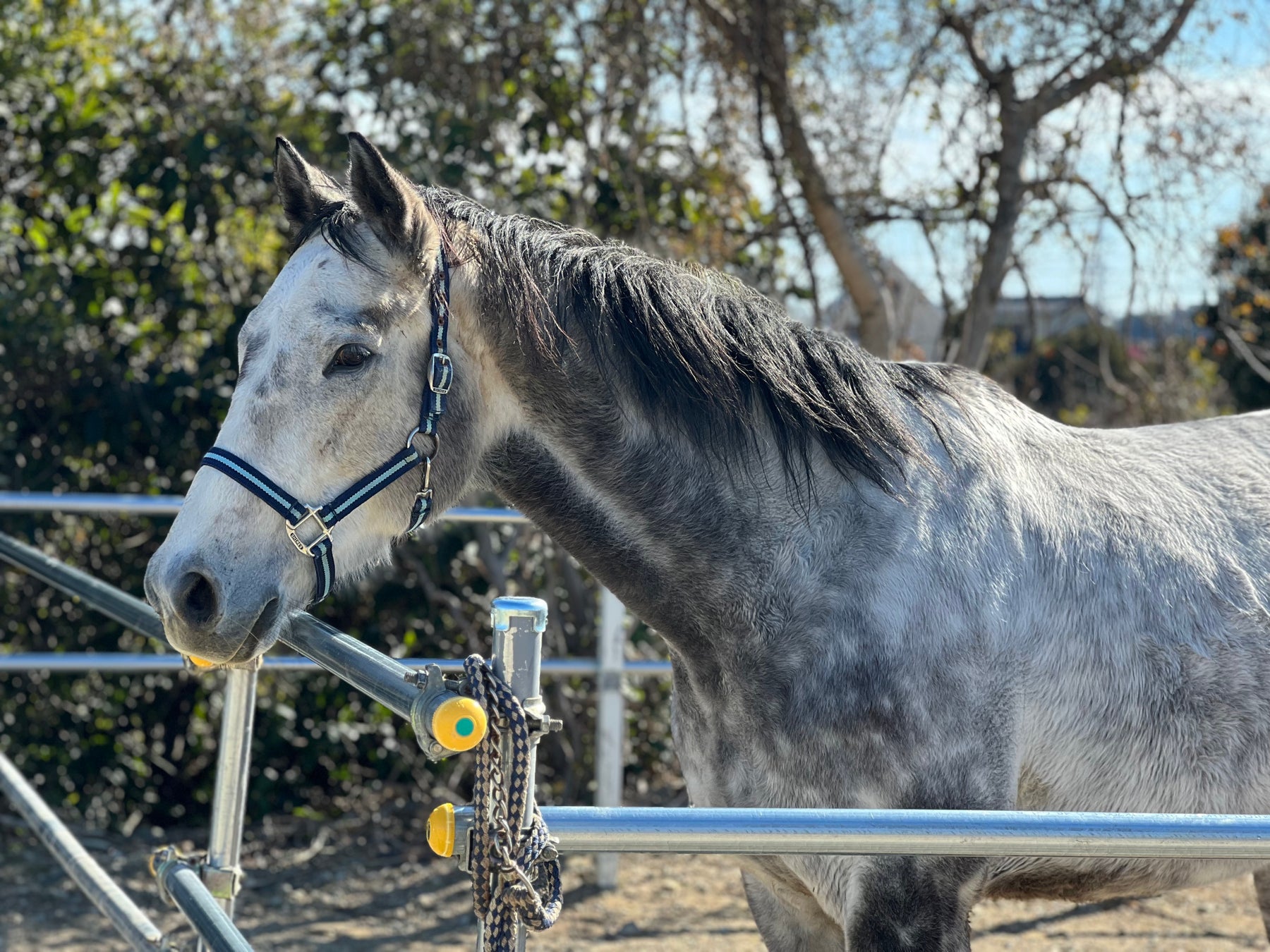 【引退した競走馬をどうする？】産学連携によるプロジェクト