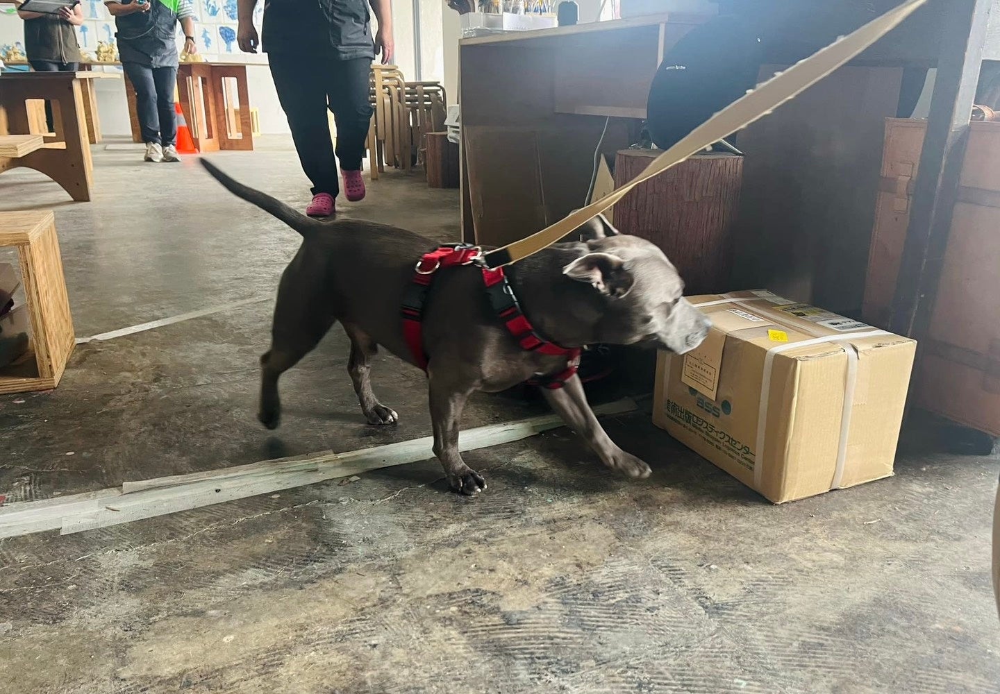 アイダ設計　世界の舞台で戦うスカッシュ団体「Greetings」との契約更新について