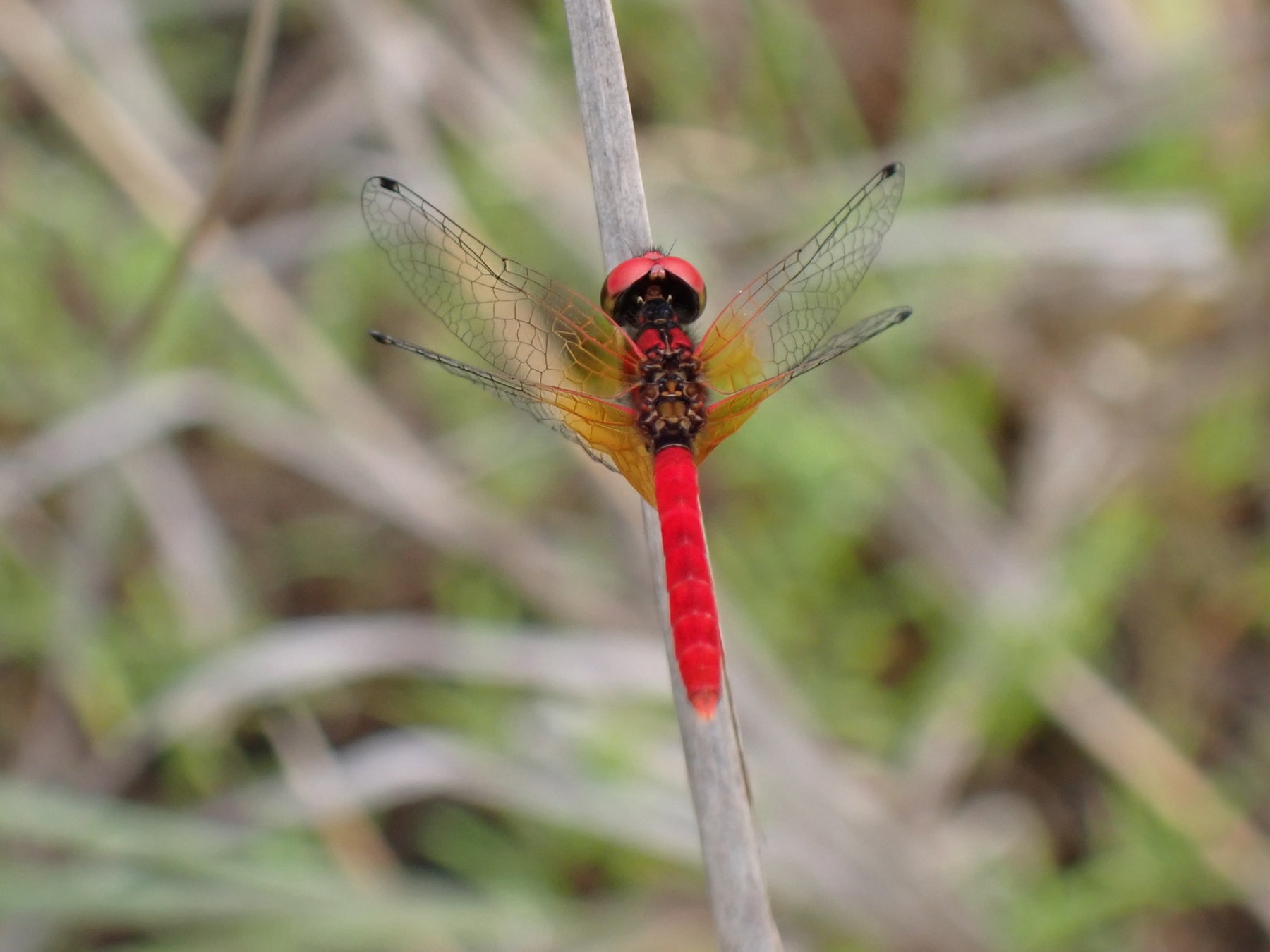 富山県小矢部市で生物多様性保全プロジェクトを開始