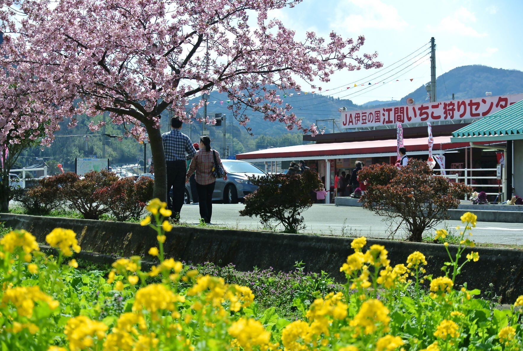 【JAF静岡】「お花見スイーツウォーキングinいずのくに」を開催します