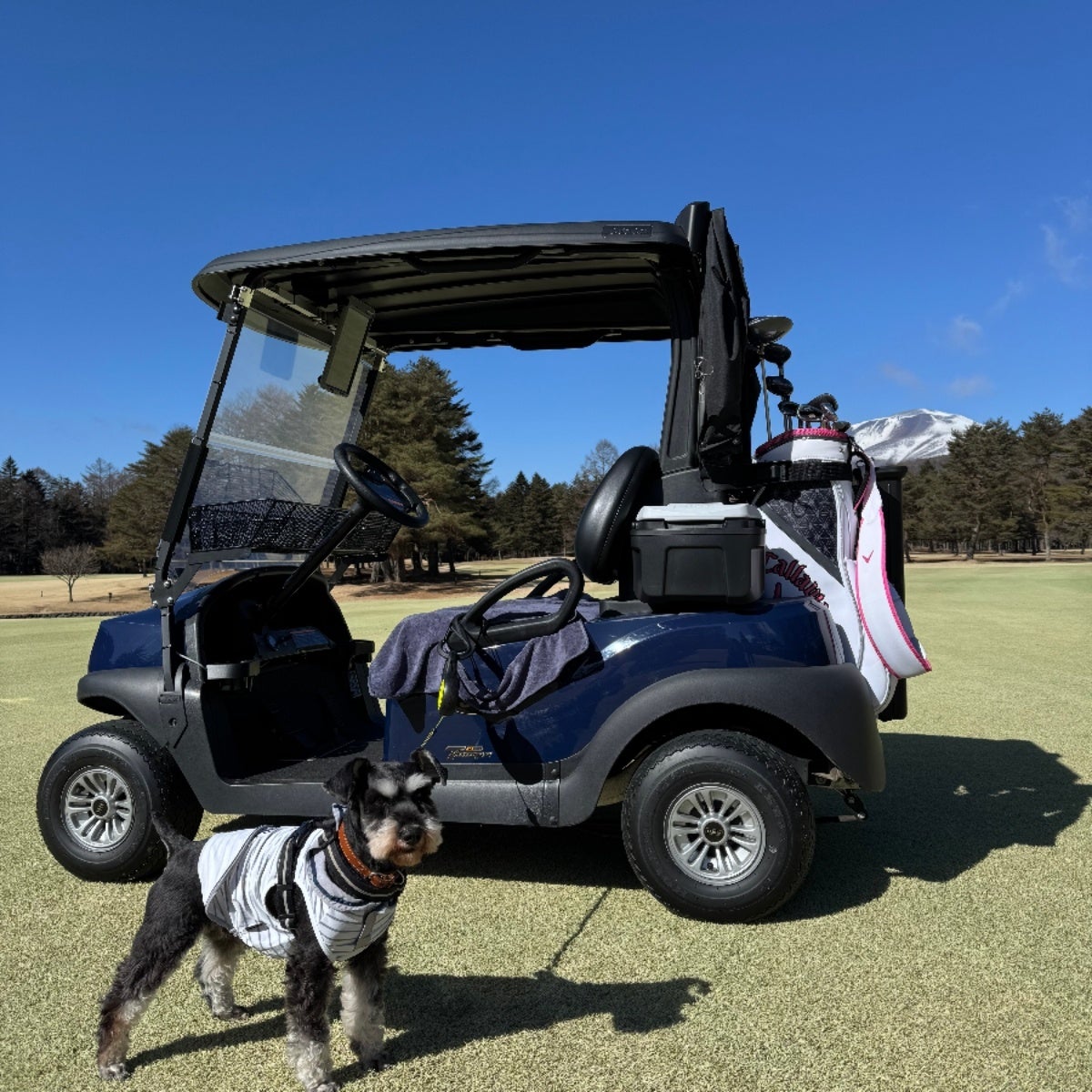 軽井沢 【晴山（せいざん）ゴルフ場】プリンスゴルフリゾート初となる新サービス愛犬とゆったりゴルフを楽しむ「ワンちゃん同伴ラウンド」を開始