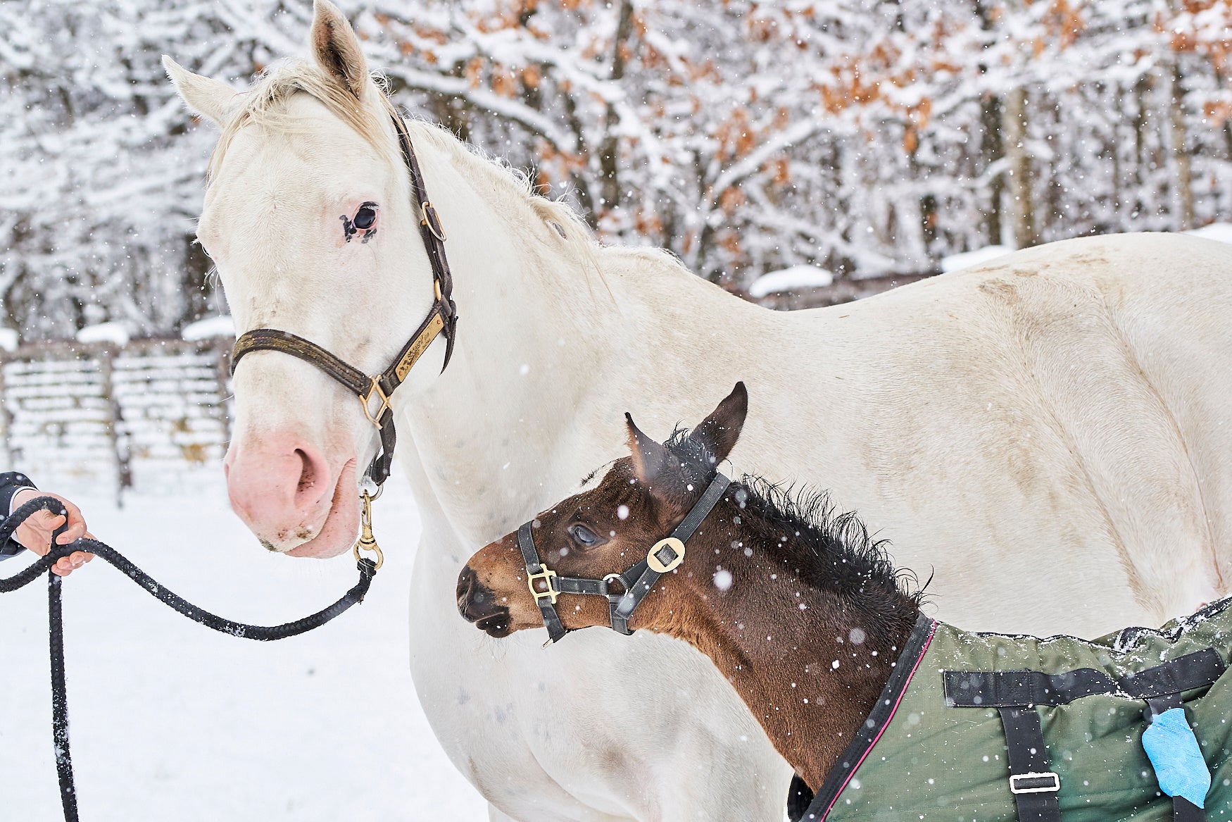 【未公開カット６点付き】大人気アイドルホース・ソダシが母に！“ソダシ親子”に密着した写真集が3月27日に発売！タワーレコード渋谷店で写真展も開催！