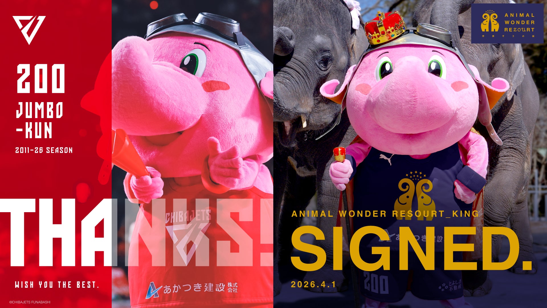 【千葉ジェッツ】4/1 ジャンボくんがチームと契約解除し「市原ぞうの国」の国王に就任！！Bリーグからエレファントキングが誕生！？