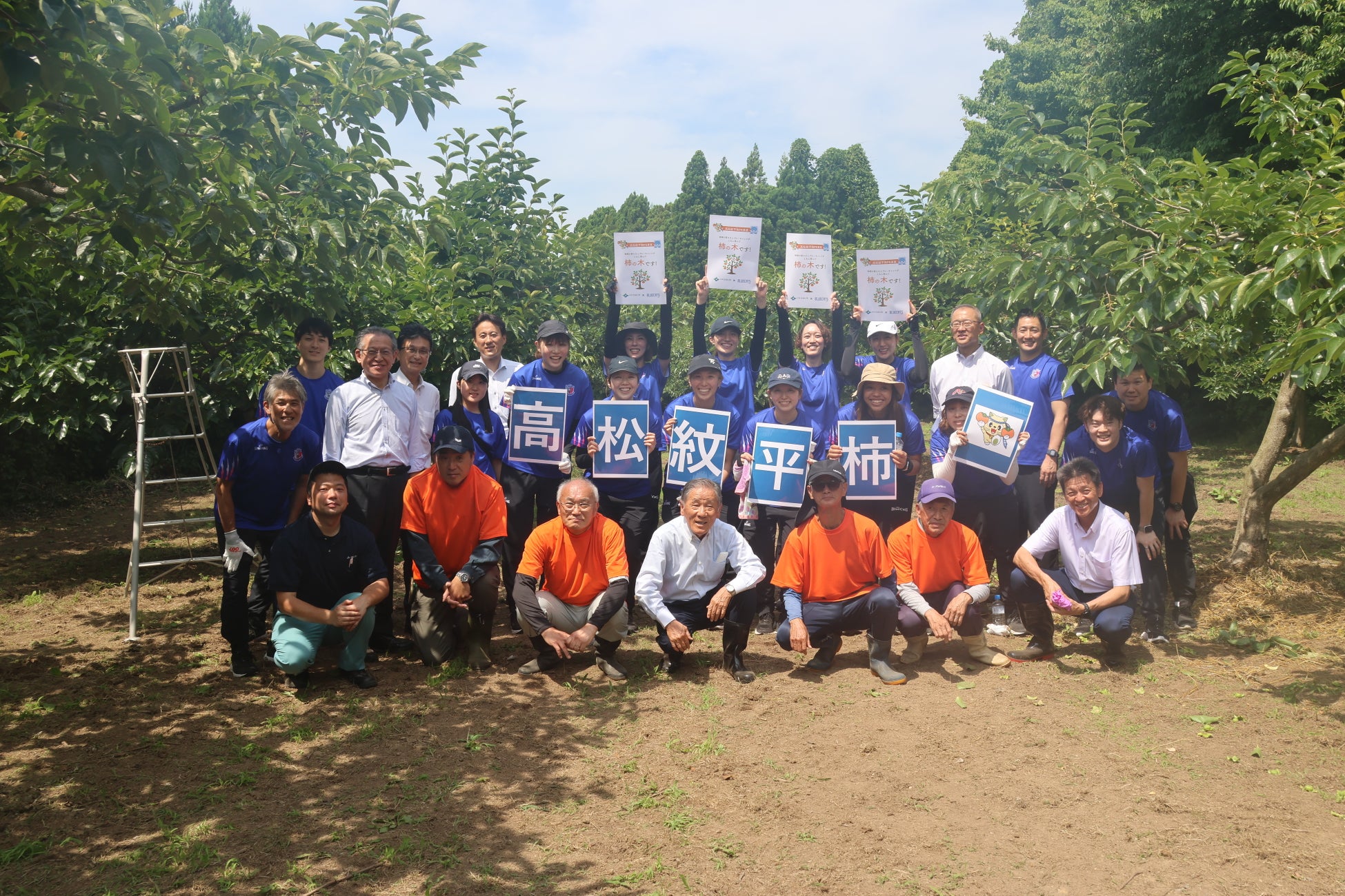 【PFUブルーキャッツ石川かほく】高松紋平柿PR事業として摘果作業を実施