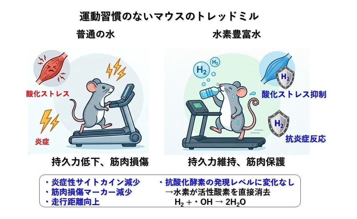 水素摂取が運動時の骨格筋酸化ストレスを抑制し持久力を向上｜MiZ・筑波大学 共同研究